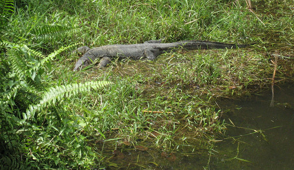 Sungei Buloh monitor lizard